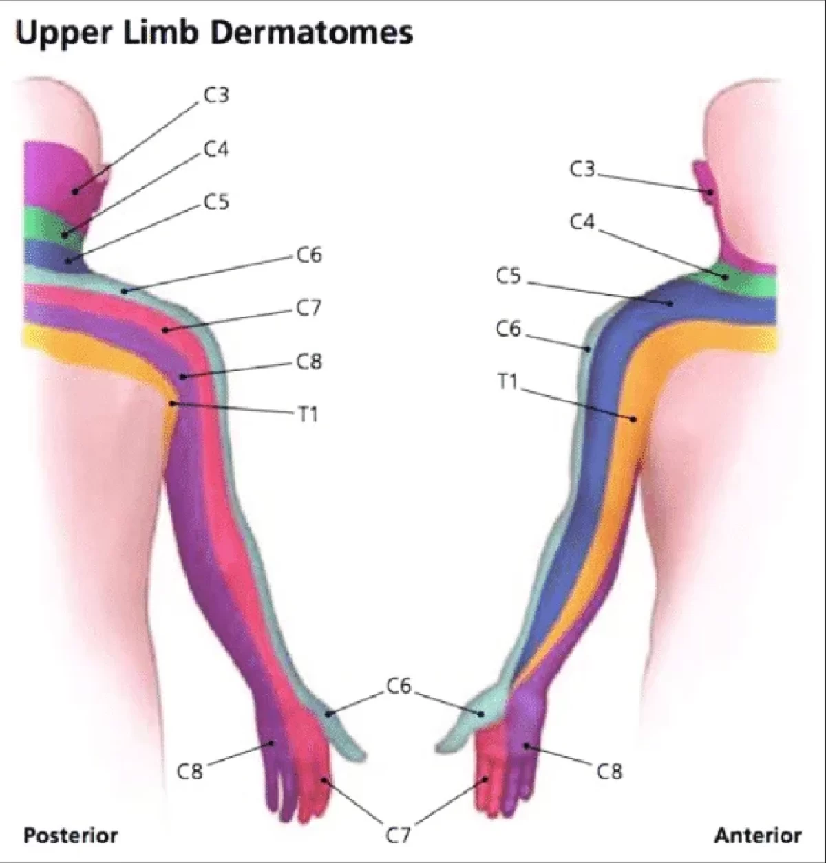 Upper limb Dermatoms - Anatomy, Testing, Importance