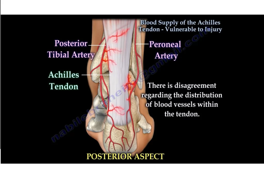 Achilles tendon blood supply