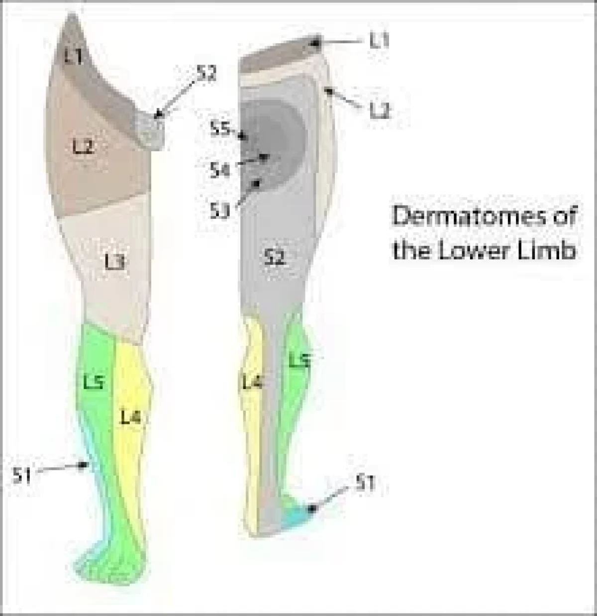 Segmental Sensory Innervation Dermatomes Of Lower Limb 361x600 Segmental Sensory Innervation Dermatomes Of Lower Limb 361x600