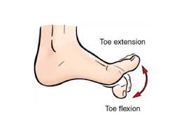 toe flexion and extension