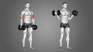 Biceps T Curl