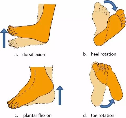 From above the right foot, there are four fundamental foot movement viewpoints for b and d.