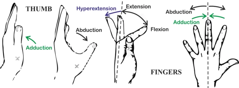 Movements of the thumb and fingers