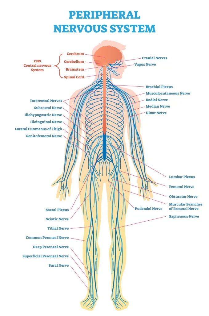 Nerves of peripheral nervous system