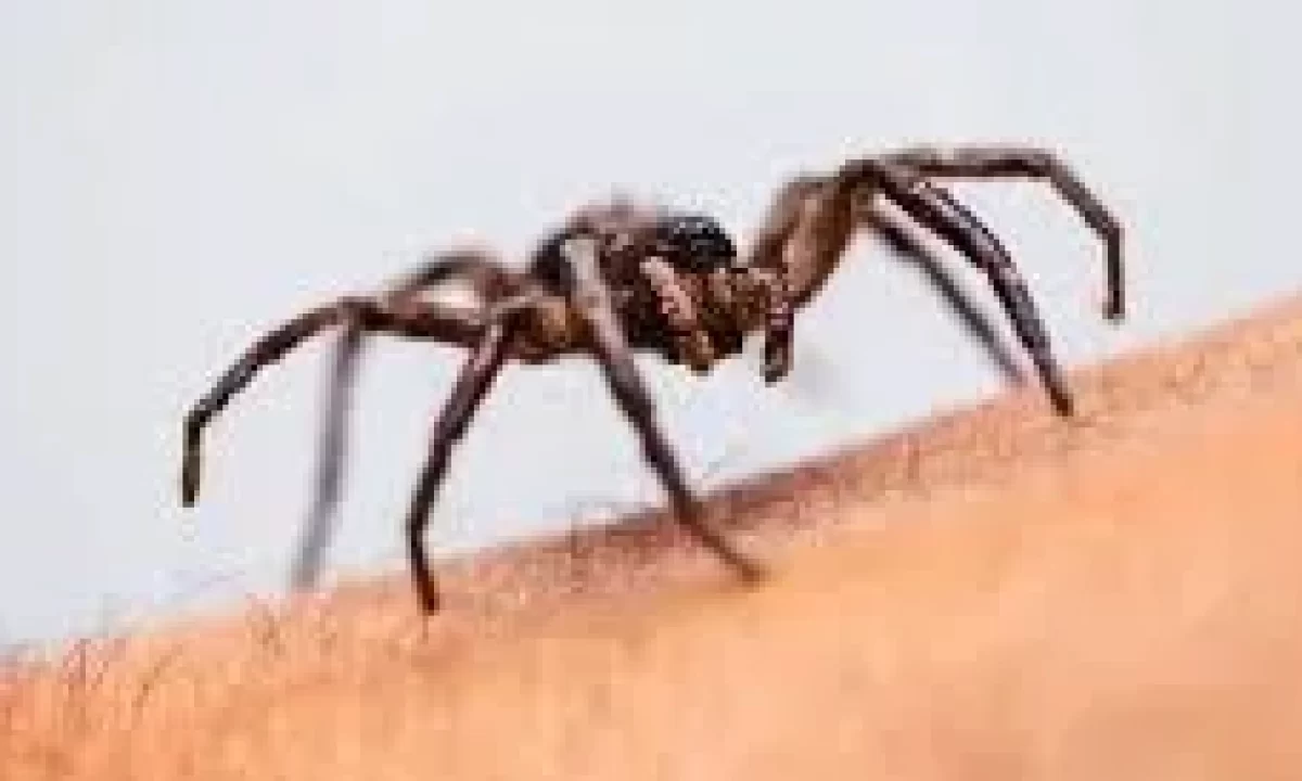 Spider Bites Non Poisonus - Cause, Symptoms, Treatment