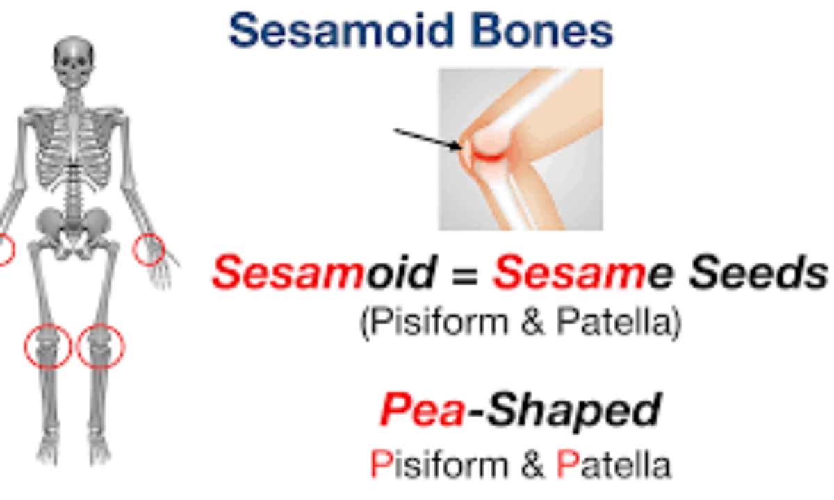 Anatomy of Seasomoid Bone - Structure and functions, Variations