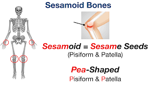 anatomy of seasmoid bones