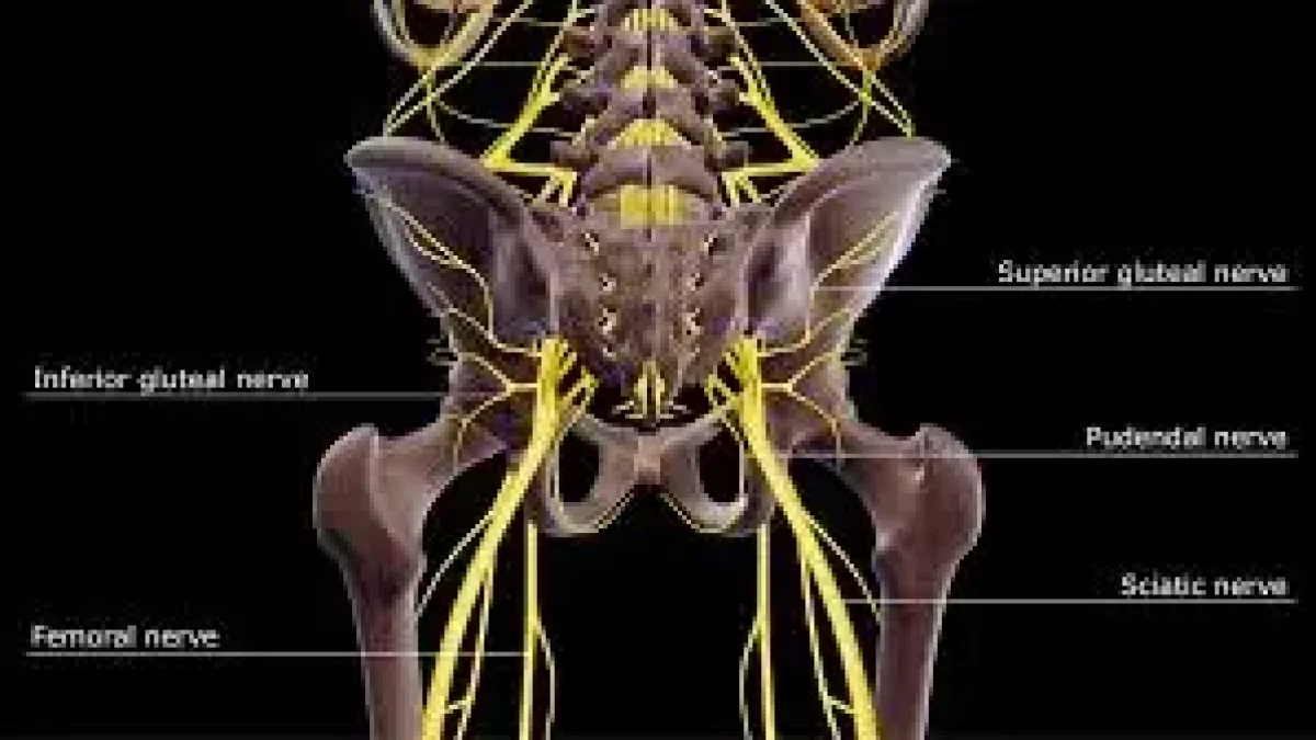 The Penis - Structure - Muscles - Innervation - TeachMeAnatomy