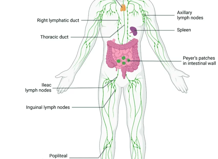 lymph nodes Archives - Samarpan Physiotherapy Clinic