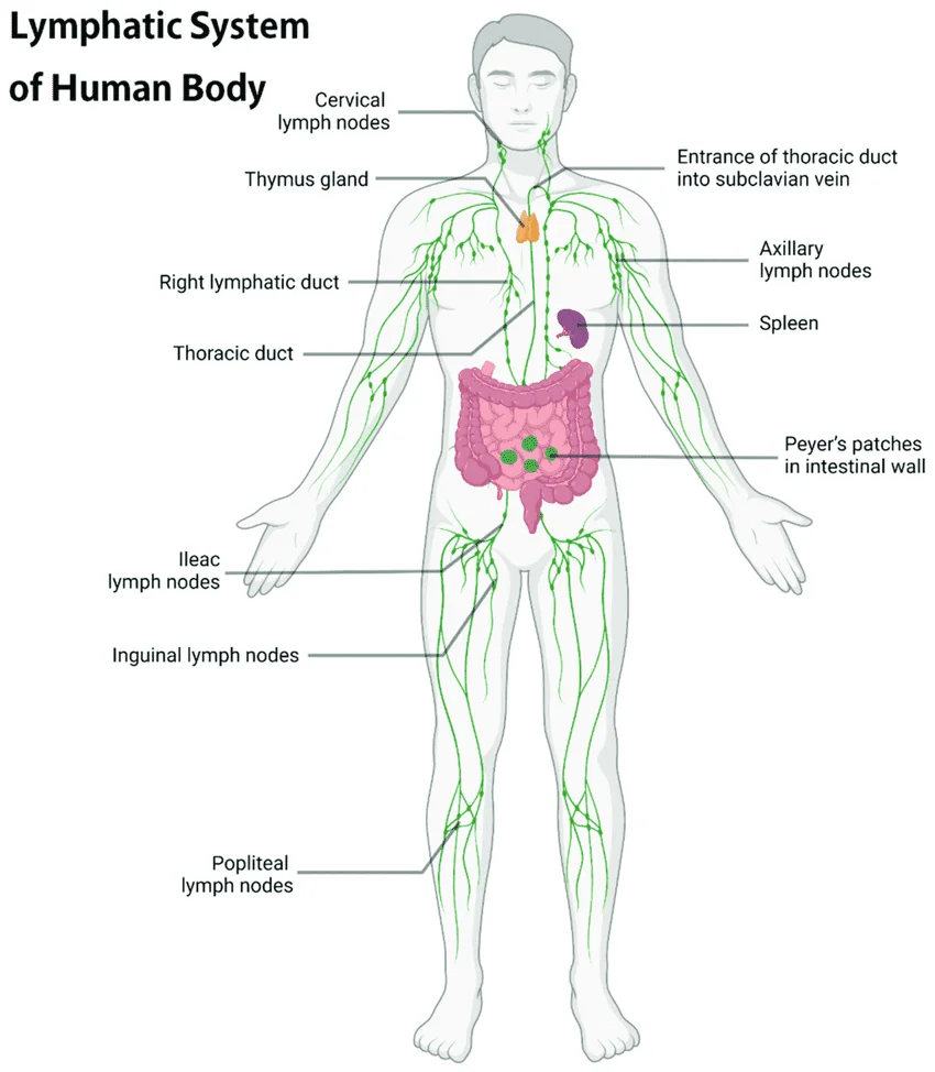 Lymphatic System - Know about Immune Function And Disorders