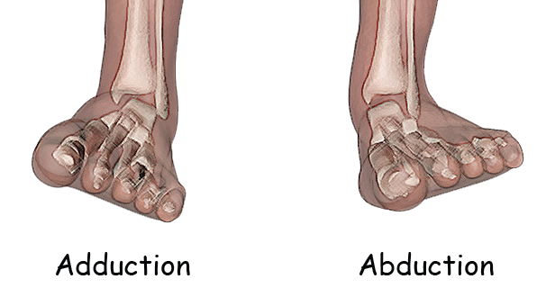 ankle-abduction-and-adduction