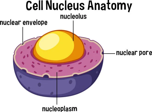 nucleus of the cell