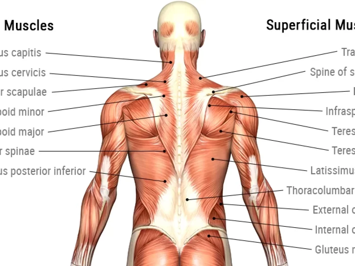 A General Introduction To The Muscular System  Lower back muscles anatomy, Back  muscles, Muscle anatomy