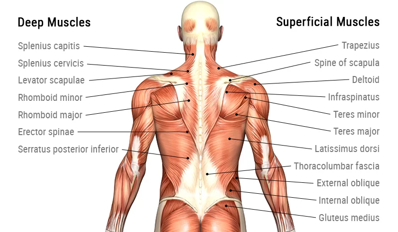 Muscles Of The Back - Anatomy And Function Of All Back Muscles