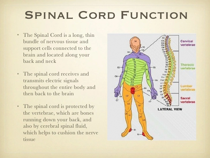 spinal  cord  function