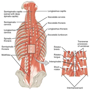 Deep Back Muscles