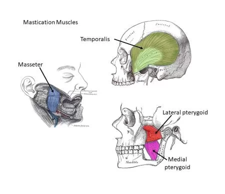 Muscles Of Mastication