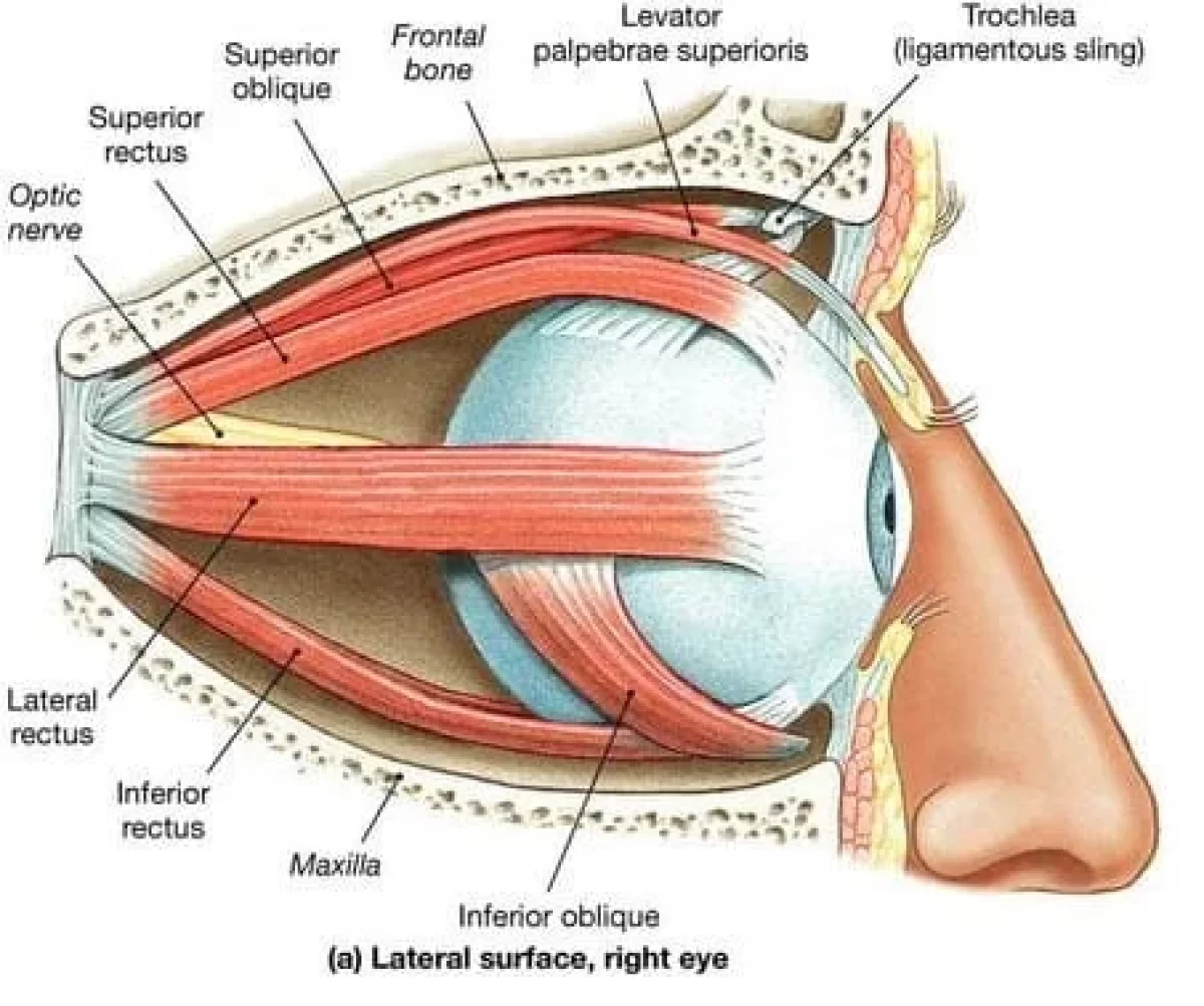 Superior orbital fissure/Inferior orbital fissure: Nerves, Arteries, Veins,  Infraorbital nerve [V2], Zygomatic nerve [V2] | Medical anatomy, Anatomy,  Brain anatomy