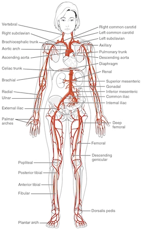 Arteries-in-human-body