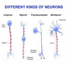 Different Kind of Neurons