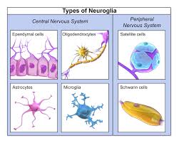 Type of Neuroglia
