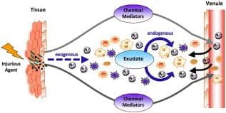 chemical mediators