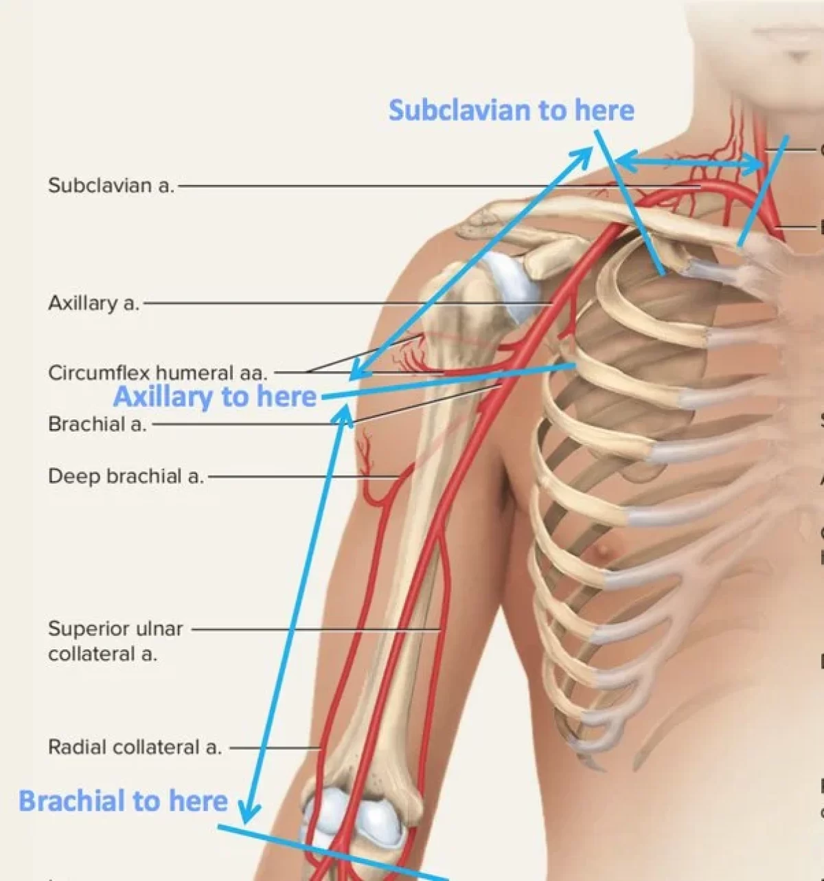Axillary Artery Parts Axillary Block