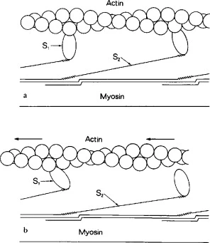 actin-Myosin