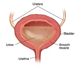 Bladder