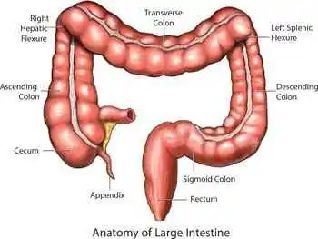 Large intestine