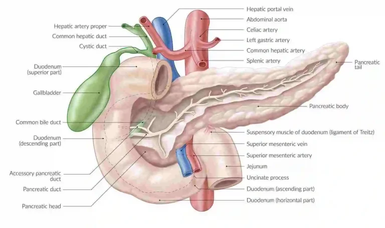 Pancreas