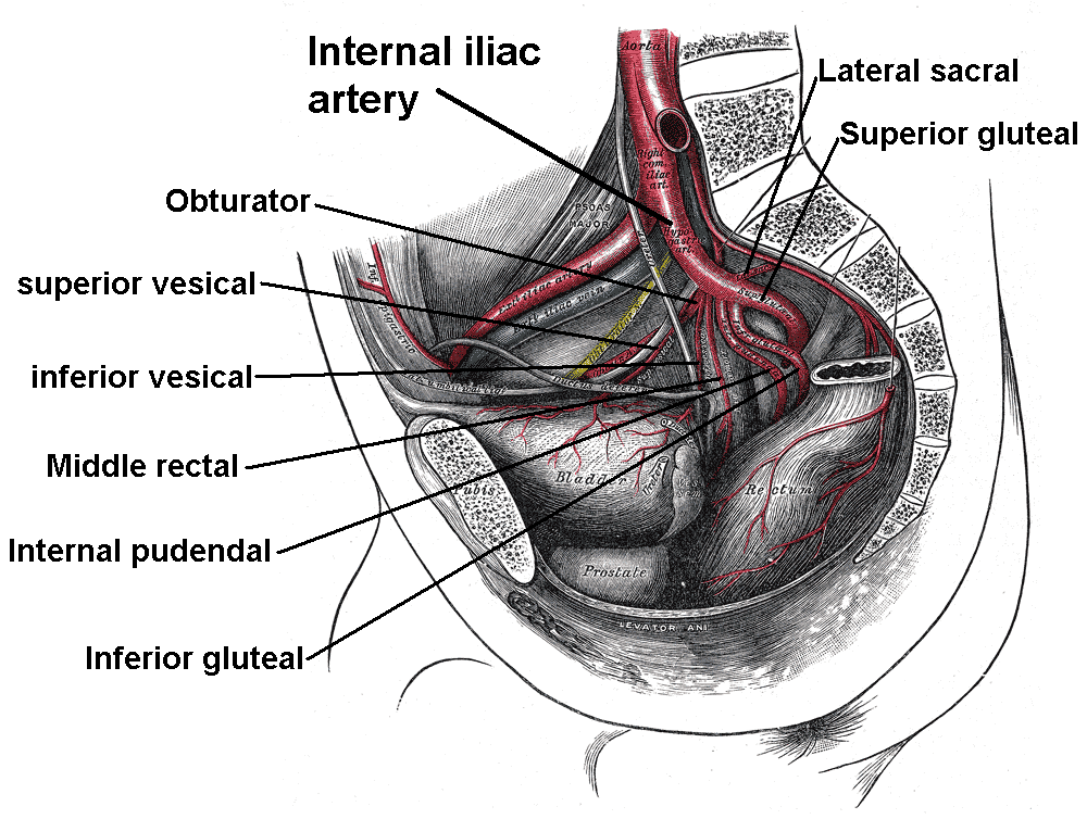 Superior Vesical Artery