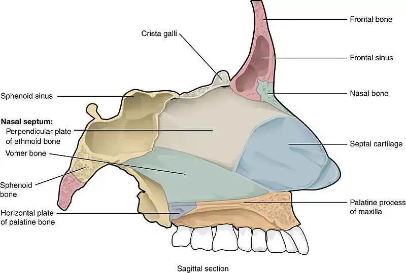 Bones of the nose and septal cartilage