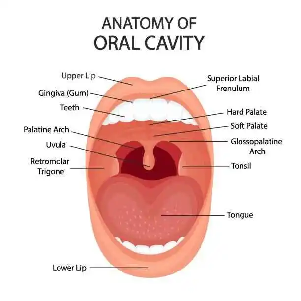 Human mouth