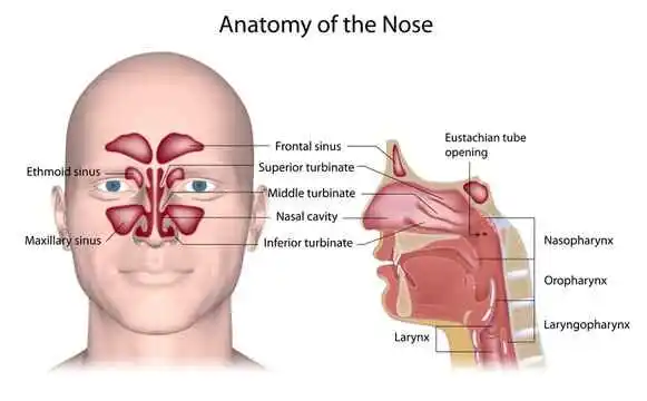 Human-Nose