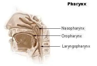 Pharynx