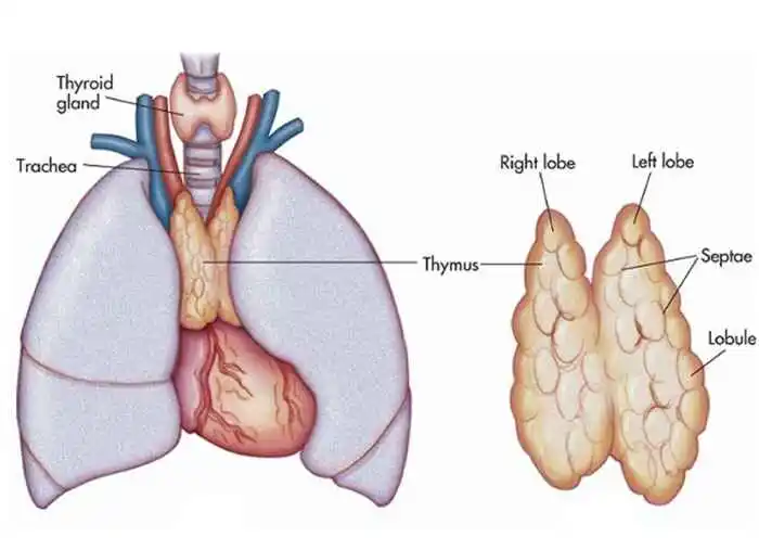 Thymus