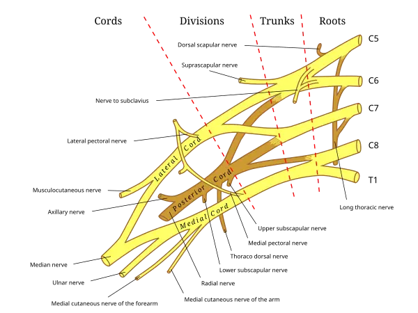 Brachial_plexus