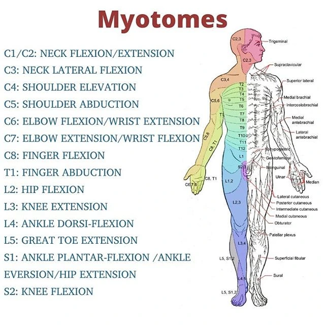 Myotomes