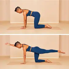 Bird Dog Exercises
